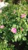 DSC_1169.thumb.JPG.5fdac524c8db07282148cfeb0278f60f.JPG