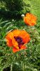 DSC_1176.thumb.JPG.f21775567dc493fa053a0407250b762e.JPG