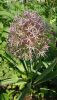 DSC_1186.thumb.JPG.c33abb8bb2a715eef55b6ef505ac96f3.JPG