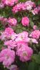 DSC_1225.thumb.JPG.5e2b81b9615cfc50c409c01cb5e55674.JPG