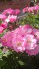 DSC_1226.thumb.JPG.a6564bd66ed628cfaa82248cdd076d49.JPG