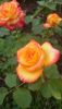 DSC_1229.thumb.JPG.4f4da0d2a3a7e15e027e37d374425d90.JPG