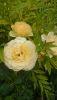 DSC_1233.thumb.JPG.1ebdc26f80c94a1f63034b0c44c15381.JPG