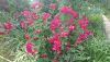 DSC_1235.thumb.JPG.08cb495ec7bfbe7505c6ab009126cbe3.JPG