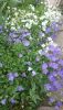 DSC_1239.thumb.JPG.bec2a68854118d15cbafe119016fde80.JPG