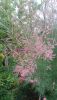 DSC_1243.thumb.JPG.ebdf655697339d5a19962dec2d244854.JPG