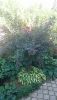DSC_1258.thumb.JPG.4944de24f7d20682035e9e4ad4b49883.JPG
