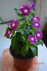 DSC_1266.thumb.JPG.d55c58c71795ac33a7488dc9ca756314.JPG
