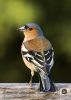 Fringilla_coelebs_chaffinch_male_edit2.thumb.jpg.edc13d05b69a6f4971db63224d285aa0.jpg