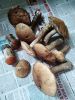 IMG_20190601_091530.thumb.jpg.b7c20edf17a8632be0feaf000c7d9458.jpg