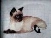 IMG_20190604_064434.thumb.jpg.94815957274026d60475bf6fa8c86c70.jpg?1559637657356