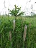 IMG_20190608_200846.thumb.jpg.e62a63956d36b8f148c0f27ce92b7293.jpg