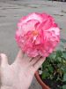IMG_20190612_152852.thumb.jpg.3fbde00851aace9178949a69da4a2363.jpg