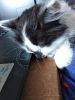 IMG_20190620_104601_HHT.thumb.jpg.93b415352c1cbb1253d2be2c360fac1f.jpg