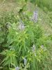IMG_20190623_164502.thumb.jpg.d222ed5f0dc024874a6635780d03a67d.jpg