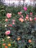 IMG_20190624_212200.thumb.jpg.bd3ae6b72be53b474ae77eb7433b4bde.jpg