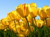 Tulips.thumb.jpg.5913209d6a163904826e8412c4902da9.jpg