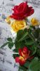de6xeqz14r4.thumb.jpg.1fc693871179cd8a13c940a87660e770.jpg