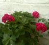 plg_rose.thumb.jpg.cef9d54573e839ae4463270a86ce89f2.jpg