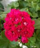 plg_rose2.thumb.jpg.d17e6b8e0c258e1bc62995b0a4ad26e9.jpg