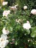 wSh--AFIYDA.thumb.jpg.ac70e07d10536ca80d2ef7971784fcae.jpg