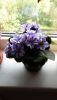 20160621_085903.thumb.jpg.ac0cce458e43f079a5bcb55ffe63c7f5.jpg