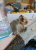 20190611_222754.thumb.jpg.4df47a9ce50d3bc1f7e2ef3079885ae5.jpg