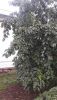 20190629_123403.thumb.jpg.bfb4cb6d53aec65c70f17d0cce38d44e.jpg