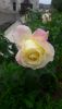 20190629_123619.thumb.jpg.e951a1aaf0c8114166eef2f5305537ce.jpg