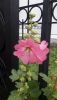 20190629_125319.thumb.jpg.a820b92093384d7a031fe32fc26f19bb.jpg