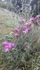 20190629_133349.thumb.jpg.8c03dbc013cc51938ec9baf44f0f3b87.jpg
