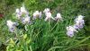 20190629_172827.thumb.jpg.af256f017e87d776b33cd506d18a79c9.jpg