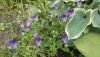 20190629_172908.thumb.jpg.66dc6b6121a91064fad89923804129e6.jpg