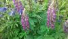 20190629_173010.thumb.jpg.ed78931f9968ccb450c49d6f25edf6ab.jpg
