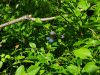 20190702_162233.thumb.jpg.f3fef3184529473cbddadd5aded3a3c3.jpg