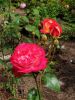 20190705_114754.thumb.jpg.4c865efd96c21d3829a2e03faadf5cfc.jpg
