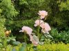 20190705_114849.thumb.jpg.9d3b92c91418785abe71769da25a215e.jpg