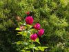 20190705_114853.thumb.jpg.2f6256f8e3a361a14ae92ea04049fab0.jpg