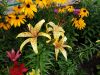 20190708_114248.thumb.jpg.740ca22a6446eb7f7414a1a97de1f7f8.jpg