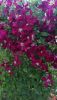 20190710_191547.thumb.jpg.e237cb079e50fd90563ffad86b298d49.jpg