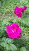 20190711_175412.thumb.jpg.13c70b82b3cb3cc2bb9225ef3a142774.jpg