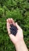 20190712_125653.thumb.jpg.6cc94121eb49beddd8c0fb0279749011.jpg
