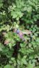 20190712_130230.thumb.jpg.b5d1c51a09adaeb4edd027e4c3f9ca8d.jpg