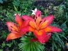 20190717_175938.thumb.jpg.489d4ba5d42a2deb0ee8ac64b8835a89.jpg
