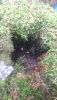 20190719_130118.thumb.jpg.99cf4fd3e6ed5cb6eb7bcf77cf177fa8.jpg