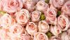 4030114761-light-pink-roses-60zz-1280x720-MM-100.thumb.jpg.5fa197a10e174194e980412eacb38014.jpg