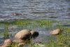 DSC08528.thumb.JPG.338814efbb637a44ae456b91ac0721da.JPG