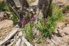 DSC08529.thumb.JPG.aec50c106f53297bc67cc0ba949eb011.JPG