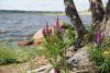 DSC08532.thumb.JPG.bf67b0bd38939d3bea2506352f7cfd53.JPG