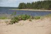 DSC08553.thumb.JPG.eca79eac0596cb6f8e1292d170116a4e.JPG